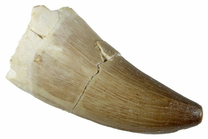 Fossil Mosasaur (Prognathodon) Tooth - Morocco #262833